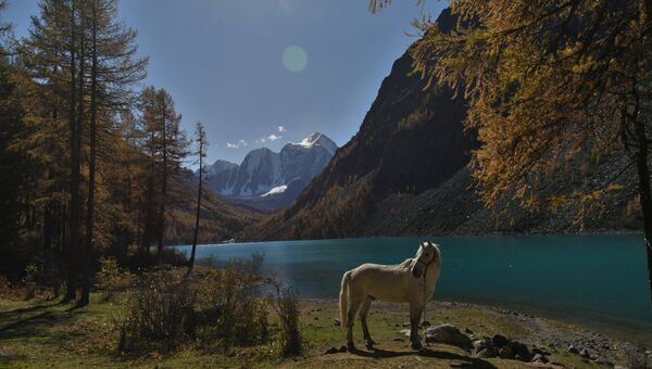 Лошадь пасется на берегу Нижнего Шавлинского озера в Кош-Агачском районе Республики Алтай