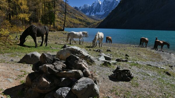Лошади пасутся на берегу Нижнего Шавлинского озера в Кош-Агачском районе Республики Алтай