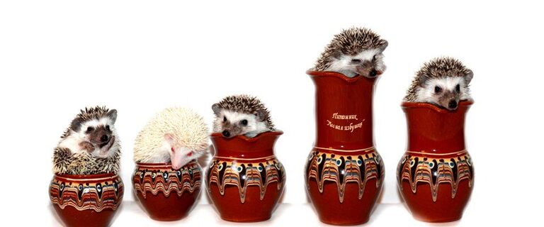 Африканские карликовые ежи Африканские карликовые ежи