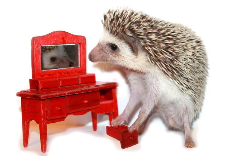 Африканские карликовые ежи Африканские карликовые ежи