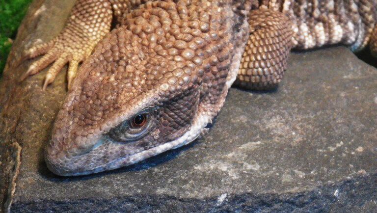 Варан Варан