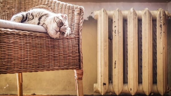 Кот в кресле у батареи. Архивное фото