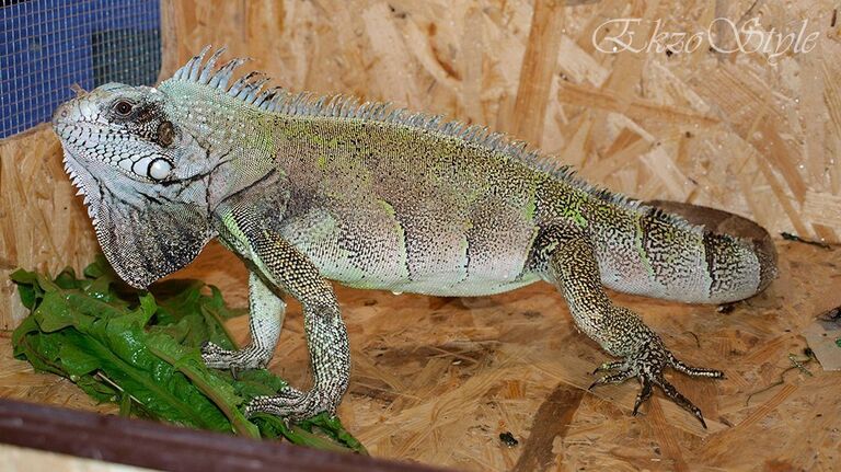 Магазин экзотических животных Магазин экзотических животных