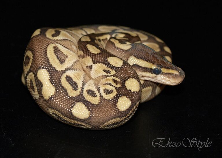 Магазин экзотических животных Магазин экзотических животных