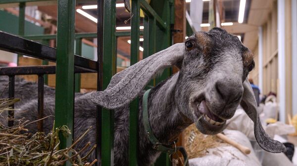 Нубийская коза на 18-й Российской агропромышленной выставке Золотая осень на территории ВДНХ