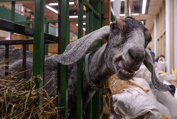Нубийская коза на 18-й Российской агропромышленной выставке Золотая осень на территории ВДНХ