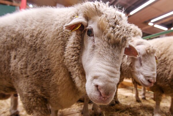 Овца на 18-й Российской агропромышленной выставке Золотая осень на территории ВДНХ