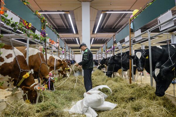 Коровы на 18-й Российской агропромышленной выставке Золотая осень на территории ВДНХ
