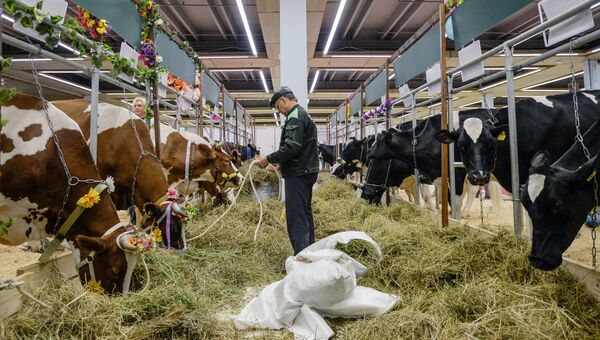 Коровы на 18-й Российской агропромышленной выставке Золотая осень на территории ВДНХ
