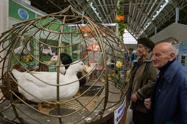 Посетители у клетки с гусями на 18-й Российской агропромышленной выставке Золотая осень на территории ВДНХ