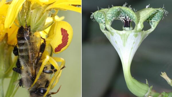 Декоративные цветы Ceropegia обманывают мушек, привлекая их запахом умирающей пчелы