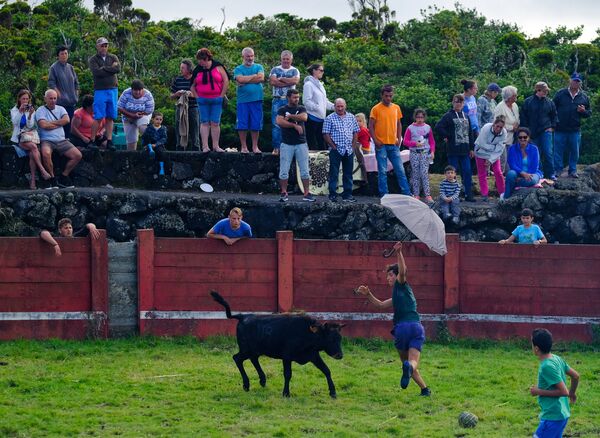 Бой быков на острове Пику в Португалии