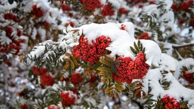 Первый снег на ветке рябины