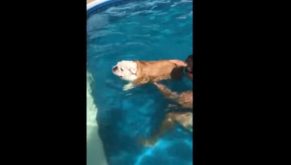 Бульдог учится плавать