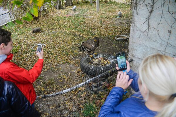 Посетители фотографируют степного орла в питомнике хищных птиц в заповеднике Галичья Гора в Липецкой области