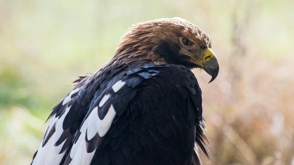 Королевский орел в питомнике хищных птиц в заповеднике Галичья Гора в Липецкой области
