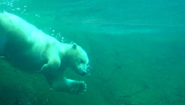 Ледяная ванна и купание: как белая медведица развлекается в зоопарке Орегона