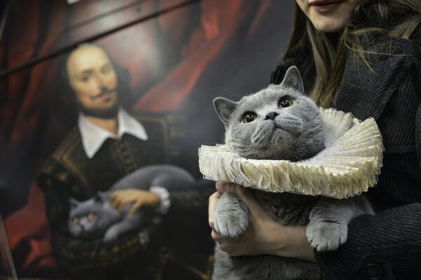 Британский кот в вагоне именного поезда Поэзия в метро с экспозицией Шекспировские страсти