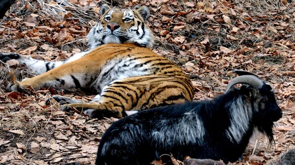 Уссурийский тигр по кличке Амур и козел по кличке Тимур в вольере Приморского сафари-парка