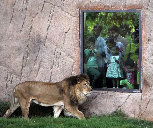 Лев в зоопарке Эль-Айн, ОАЭ