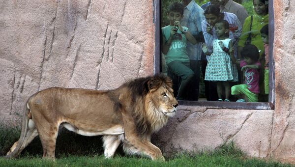 Лев в зоопарке. Архивное фото