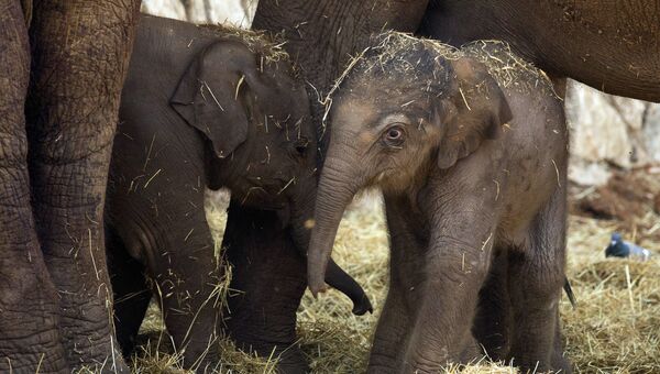 Детеныши азиатского слона в зоопарке Израиля