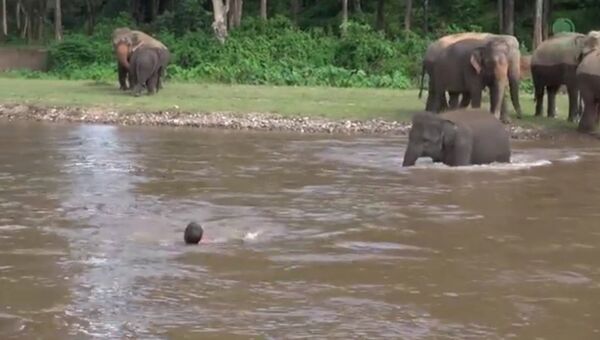 Слоненок спасает человека
