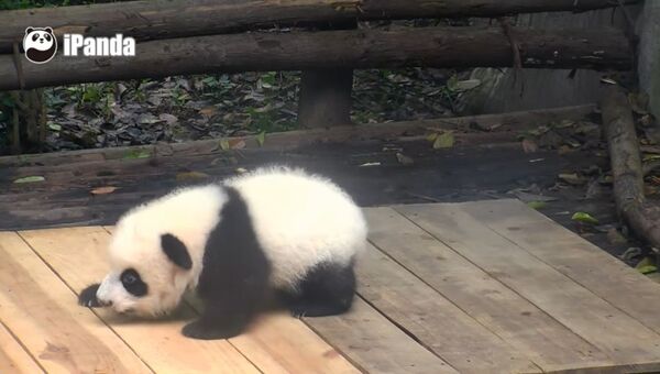 Маленькая панда учится ходить