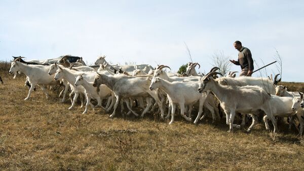 Стадо коз зааненской молочной породы из фермерского хозяйства Альфа в селе Смородино Белгородской области