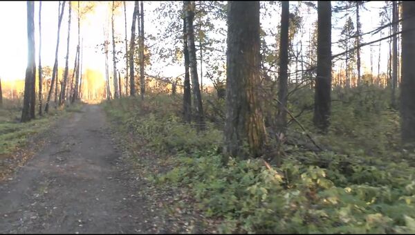 Скрин из видео В Челюскинском лесу продолжается вырубка деревьев