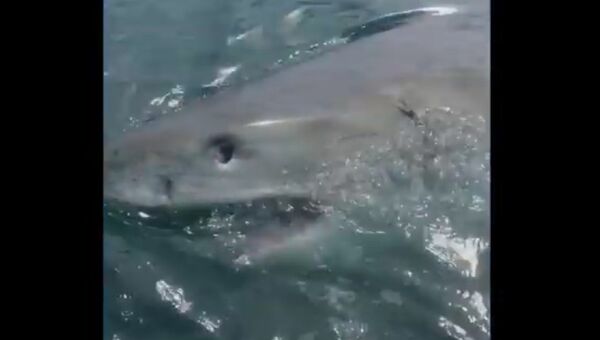 Австралиец отбился от акулы шваброй