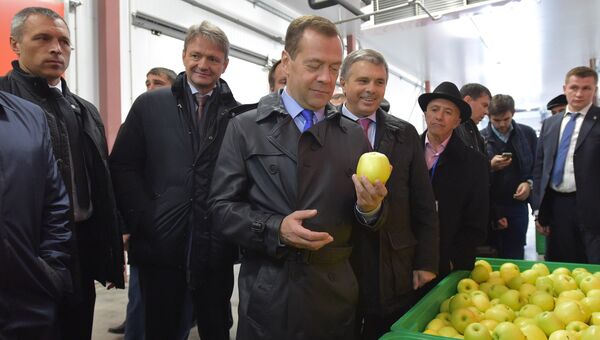 Председатель правительства РФ Дмитрий Медведев посещает агрокомплекс Сад-гигант Ингушетия в станице Нестеровской
