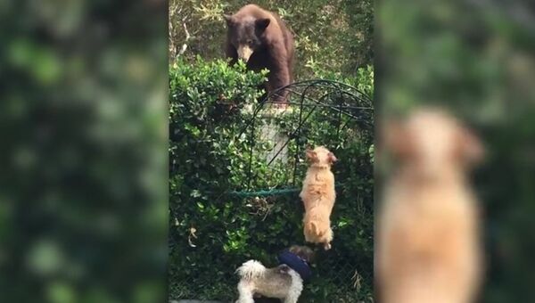 Маленькие псы отогнали медведя