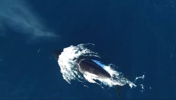Гренландских китов сняли с помощью дрона