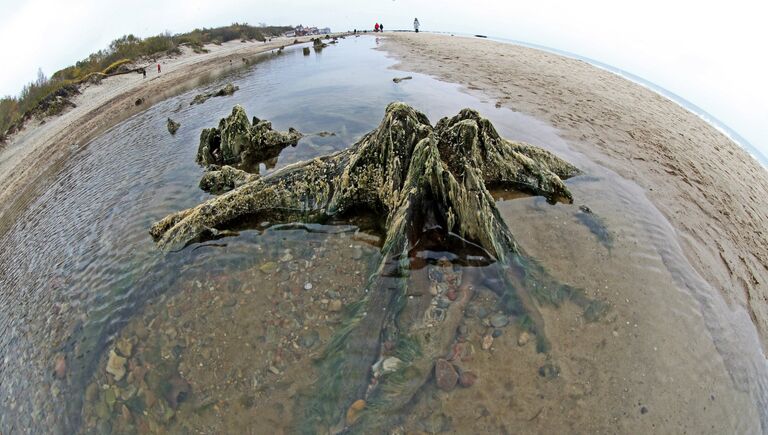 Берег Балтийского моря, где вода отступила от берега на 20 метров, обнажив пни реликтовых деревьев