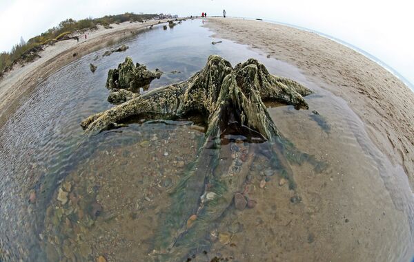 Берег Балтийского моря, где вода отступила от берега на 20 метров, обнажив пни реликтовых деревьев