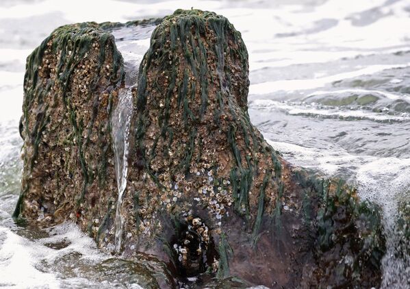 Берег Балтийского моря, где вода отступила от берега на 20 метров, обнажив пни реликтовых деревьев