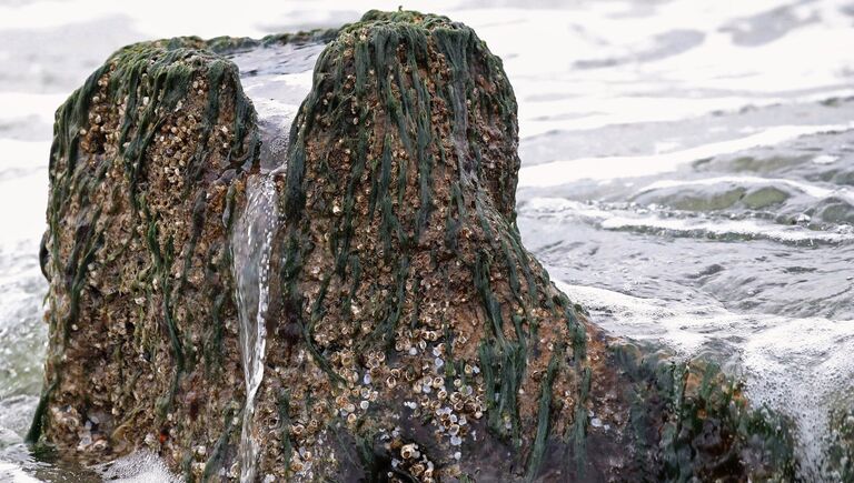 Берег Балтийского моря, где вода отступила от берега на 20 метров, обнажив пни реликтовых деревьев