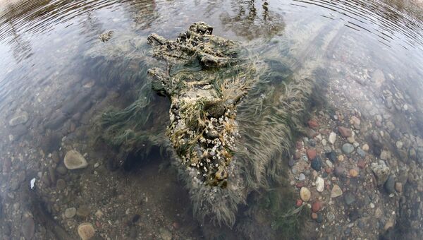 Берег Балтийского моря, где вода отступила от берега на 20 метров, обнажив останки реликтовых деревьев