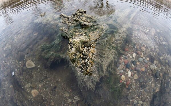 Берег Балтийского моря, где вода отступила от берега на 20 метров, обнажив останки реликтовых деревьев