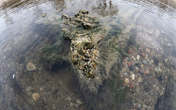 Берег Балтийского моря, где вода отступила от берега на 20 метров, обнажив останки реликтовых деревьев Берег Балтийского моря, где вода отступила от берега на 20 метров, обнажив останки реликтовых деревьев