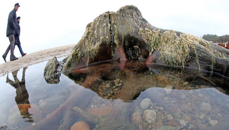 Берег Балтийского моря, где вода отступила от берега на 20 метров, обнажив пни реликтовых деревьев