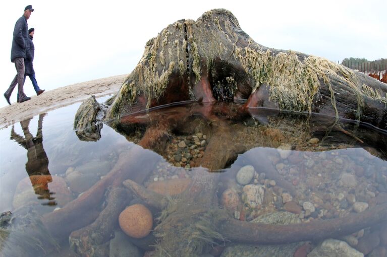 Берег Балтийского моря, где вода отступила от берега на 20 метров, обнажив пни реликтовых деревьев