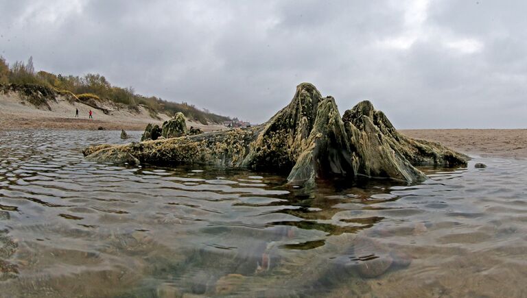 Берег Балтийского моря, где вода отступила от берега на 20 метров, обнажив пни реликтовых деревьев