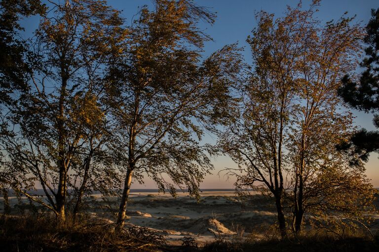 Деревья в национальном парке Куршская коса