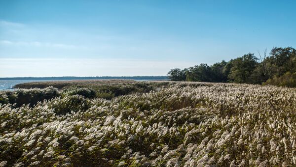Тростник обыкновенный на берегу Куршского залива в национальном парке Куршская коса