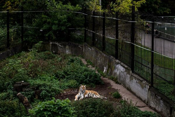 Амурский тигр в Калининградском зоопарке