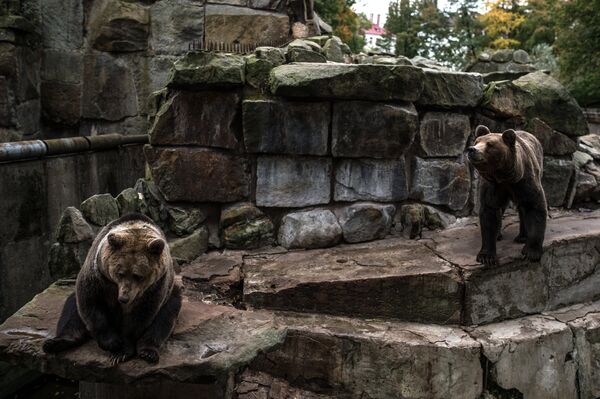 Бурые медведи в Калининградском зоопарке