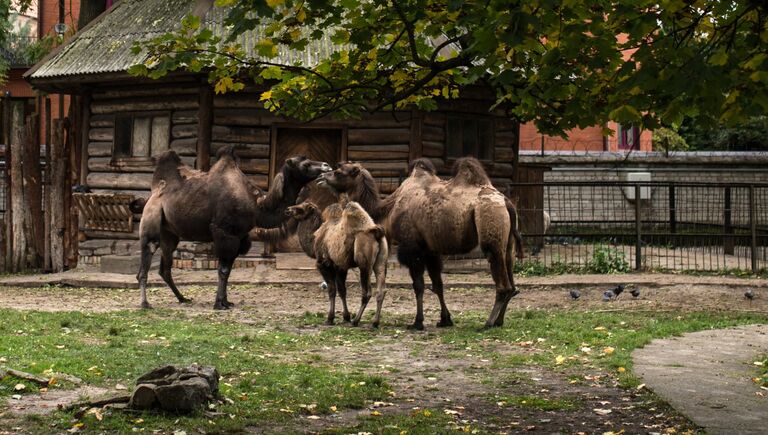 Двугорбые верблюды в Калининградском зоопарке