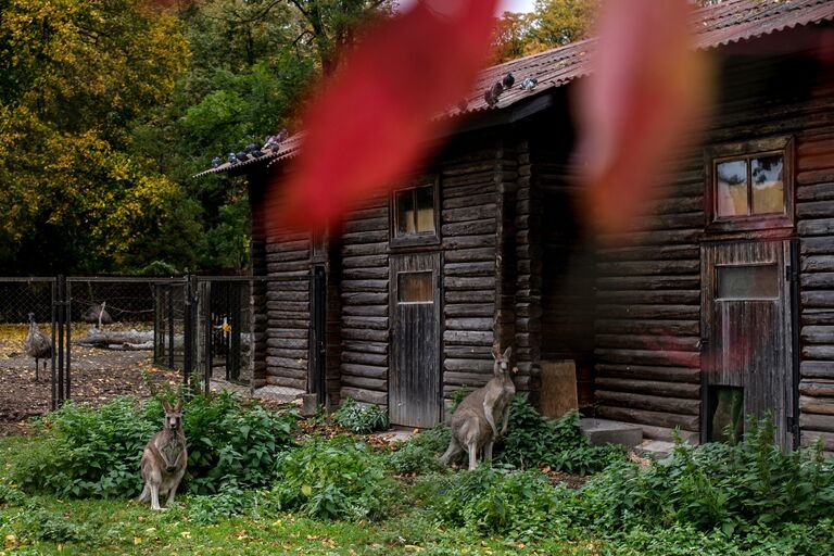 Восточный серый кенгуру (Macropus giganthem) в Калининградском зоопарке